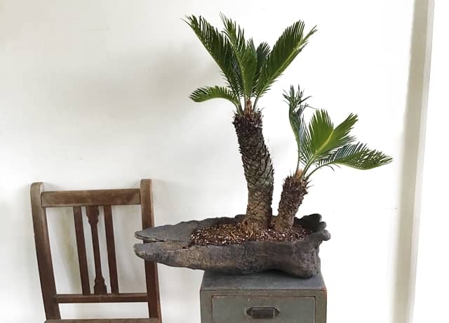 画像で解説】ソテツの株分けと植え替え方法｜適した時期は5～9月