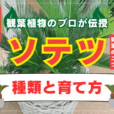 ソテツの種類と育て方
