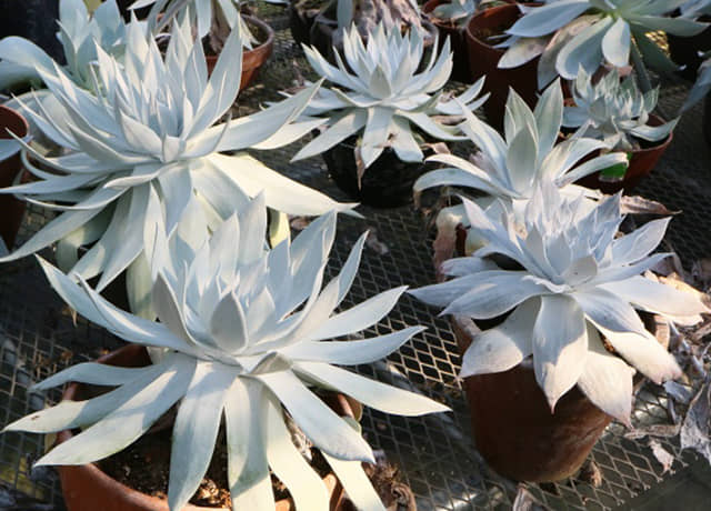 smalledb0756f1bfe756c900ba07a6