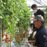 ミニトマト栽培の様子