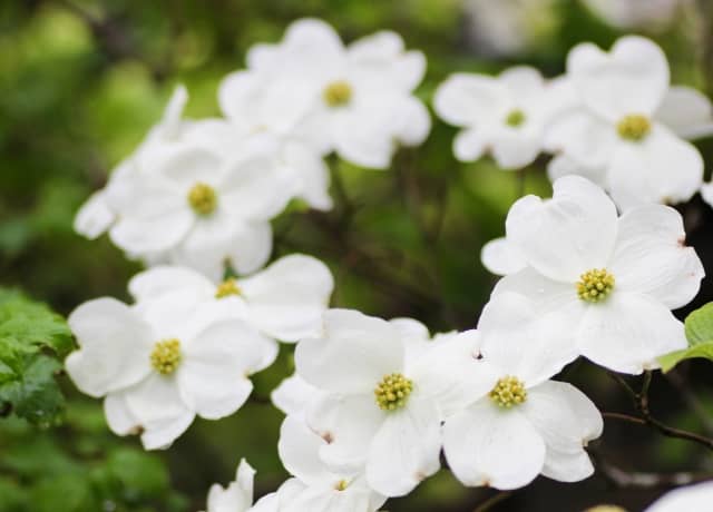 庭木やシンボルツリーに人気！ハナミズキの魅力｜花言葉や花・実・葉