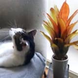 エクメア