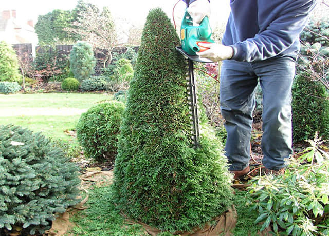 コニファーの剪定方法｜伸び過ぎた幹や枯れた枝を切るための適切な時期