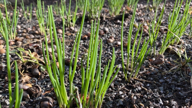 ネギを家庭菜園で育てる