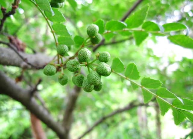 山椒の木 hanahirobaonline_sanshou-asakura2