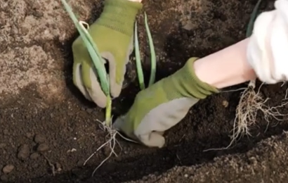 ネギの植え付け