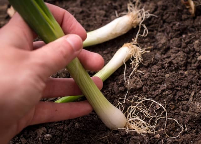 動画付き】ネギの苗の植え付け方法｜時期・間隔など失敗しないコツを