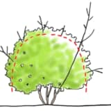 ツツジの剪定箇所の図解