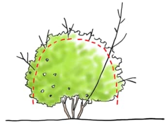 ツツジの剪定箇所の図解