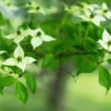 ヤマボウシ