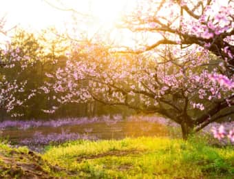 花木のある風景