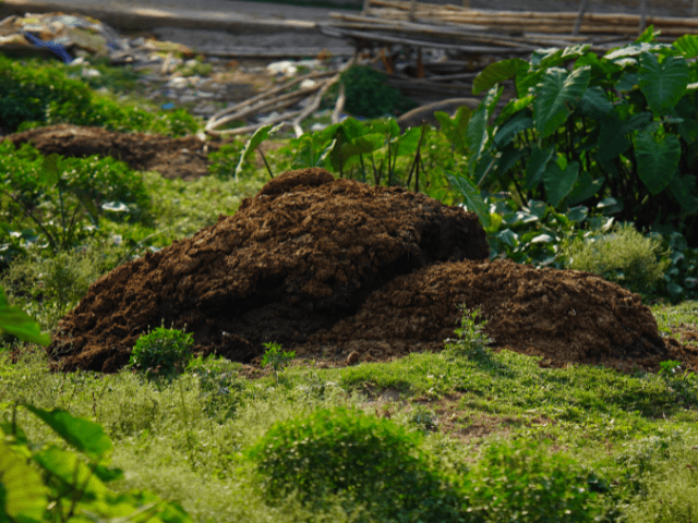 牛糞 肥料