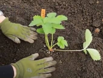 イチゴの苗の植え付け