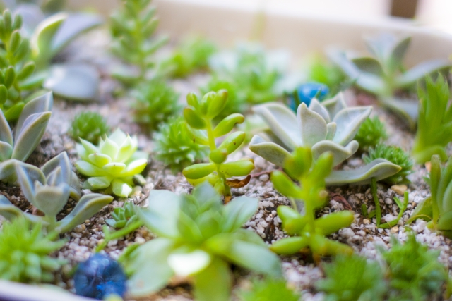 多肉植物の寄せ植え