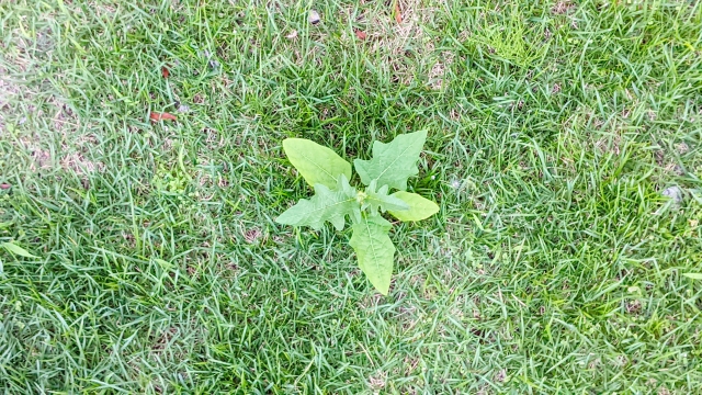 芝生に生えた雑草