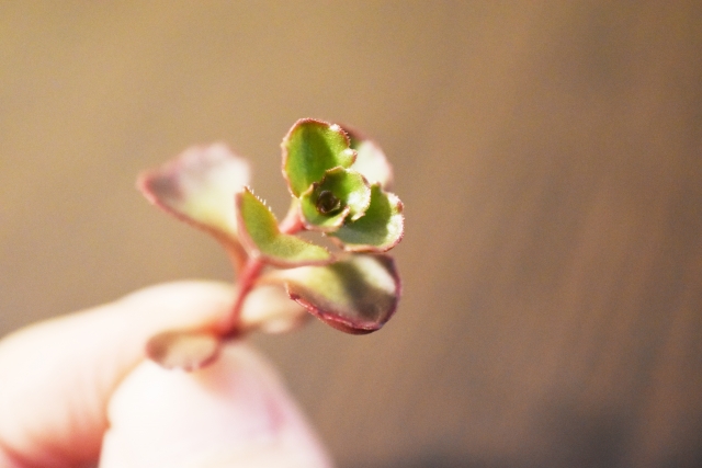 多肉植物の挿し穂