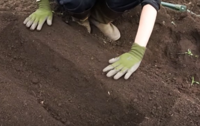 ダイコンの種まきのための畝づくり