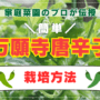 万願寺唐辛子栽培方法