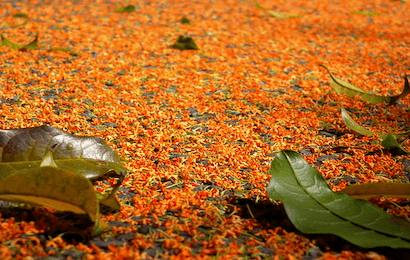 キンモクセイの花