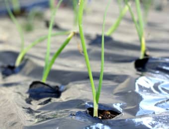 タマネギの植え付け