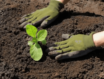 ハクサイの苗の植え付け