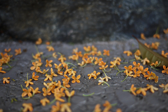 キンモクセイの花と葉