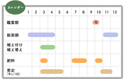 鉢植えキンモクセイの栽培カレンダー