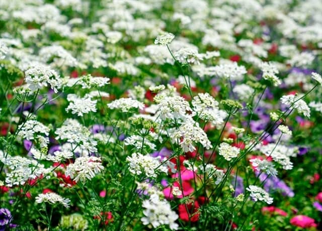 憧れのホワイトガーデンにもおすすめ！可愛い白花が楽しめる植物7選