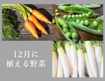 12月に植える野菜