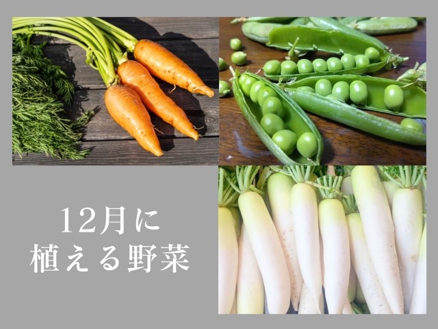 12月に植える野菜