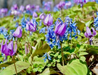 野に群生するカタクリソウなどのスプリング・エフェメラル