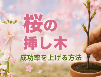 桜の挿し木成功率を上げる方法