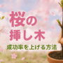 桜の挿し木成功率を上げる方法