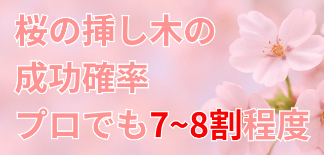 桜の挿し木の成功率はプロで7-8割程度