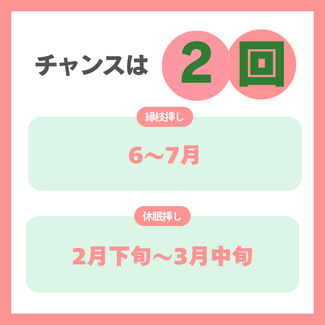 桜の挿し木に適した時期｜チャンスは年2回！