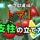 トマト支柱の立て方