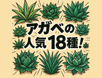 アガペ人気18種