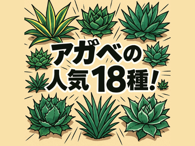 アガペ人気18種