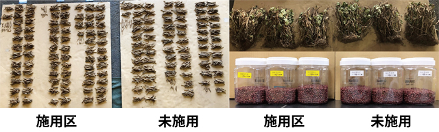 小豆実証試験