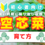 クウシンサイ（空芯菜）栽培は簡単！育て方のコツや種まき時期をプロがわかりやすく解説!!