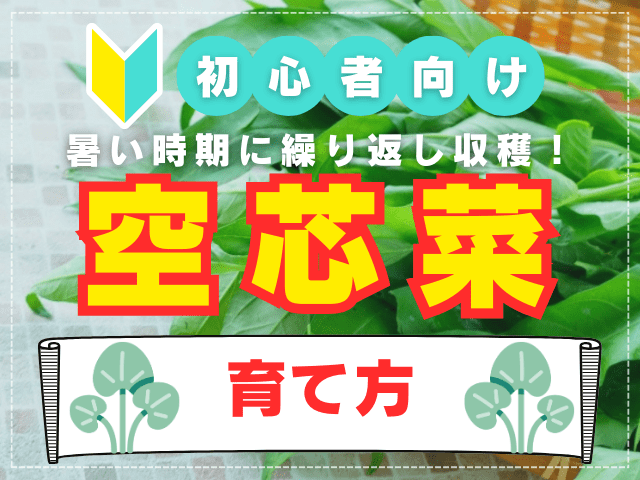 クウシンサイ（空芯菜）栽培は簡単！育て方のコツや種まき時期をプロがわかりやすく解説!!