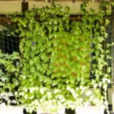 窓に設置したグリーンカーテン