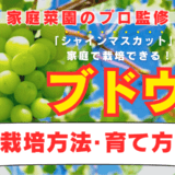 家庭菜園のプロ監修ブドウ栽培方法・育て方