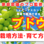 家庭菜園のプロ監修ブドウ栽培方法・育て方