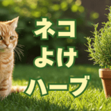 ネコよけハーブ
