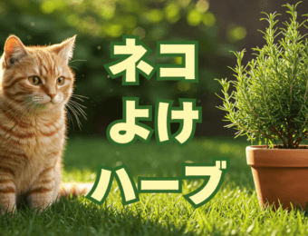 ネコよけハーブ