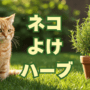 ネコよけハーブ