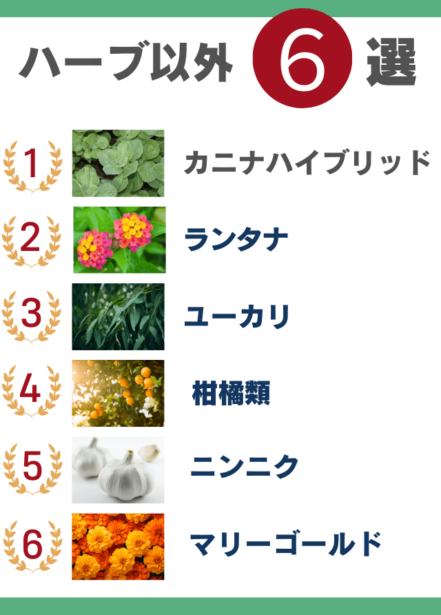 猫よけハーブ以外6選
