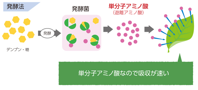 単分子アミノ酸