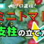 ミニトマト支柱の立て方
